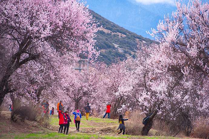 西藏林芝桃花節+拉薩+羊湖+珠峰+青藏铁路11日遊